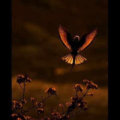 Wild life